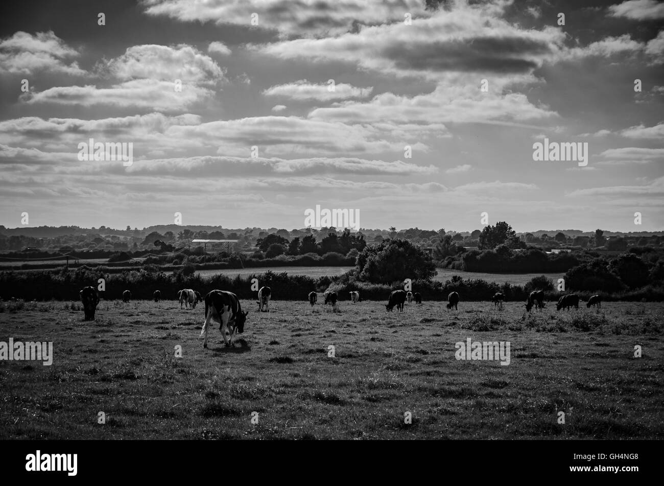 Paysages de Gillingham, Dorset 7 Août 2016 Banque D'Images