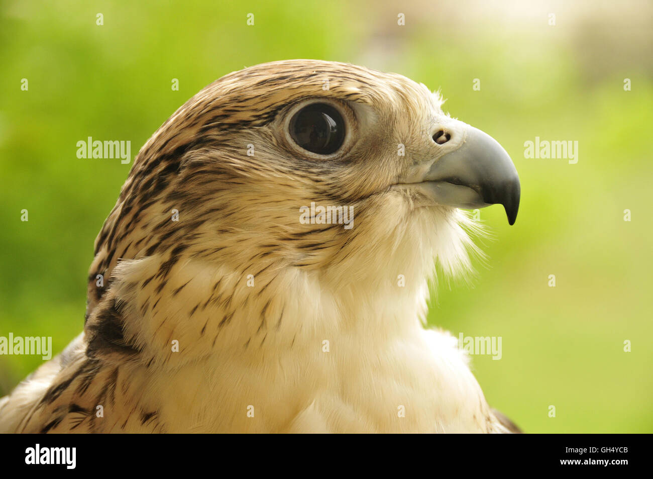 Zoologie / animaux, Oiseaux (Aves), falcon (Falco) dans l'hôpital, Falcon Abu Dhabi Abu Dhabi, Émirats arabes unis, France, Moyen Orient, Moyen-Orient,-Additional-Rights Clearance-Info-Not-Available Banque D'Images