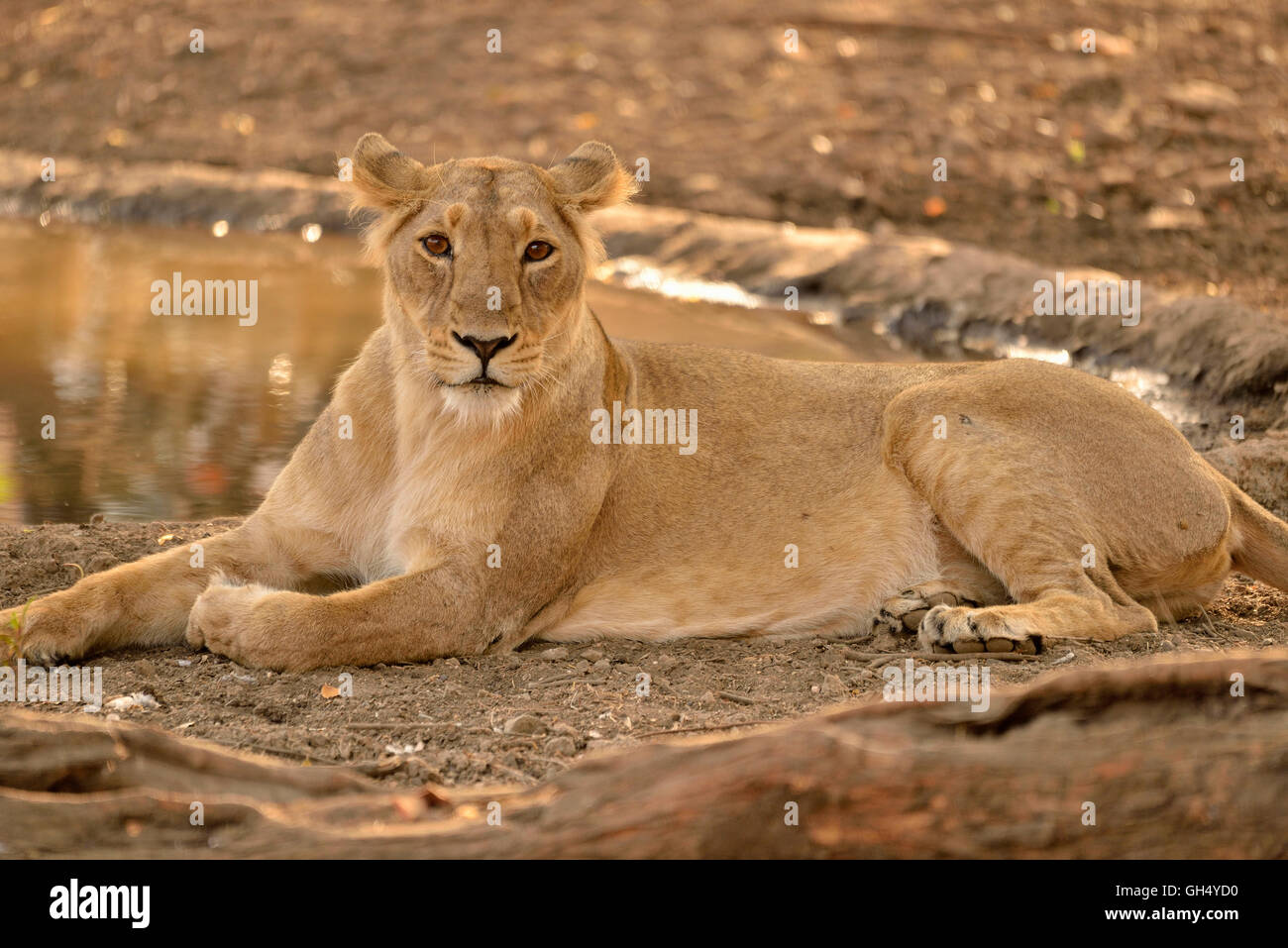 Zoologie / animaux, des Mammifères (Mammalia), Asiatique lionne (Panthera leo persica), RIF Sanctuaire, état fédéral, Gujarat, Inde, Asie,-Additional-Rights Clearance-Info-Not-Available Banque D'Images