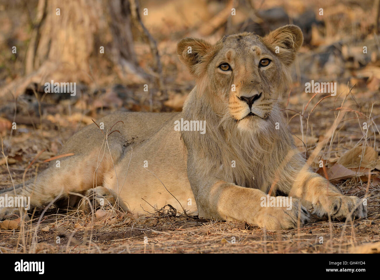 Zoologie / animaux, des Mammifères (Mammalia), lion d'Asie (Panthera leo persica), RIF Sanctuaire, état fédéral, Gujarat, Inde, Asie,-Additional-Rights Clearance-Info-Not-Available Banque D'Images