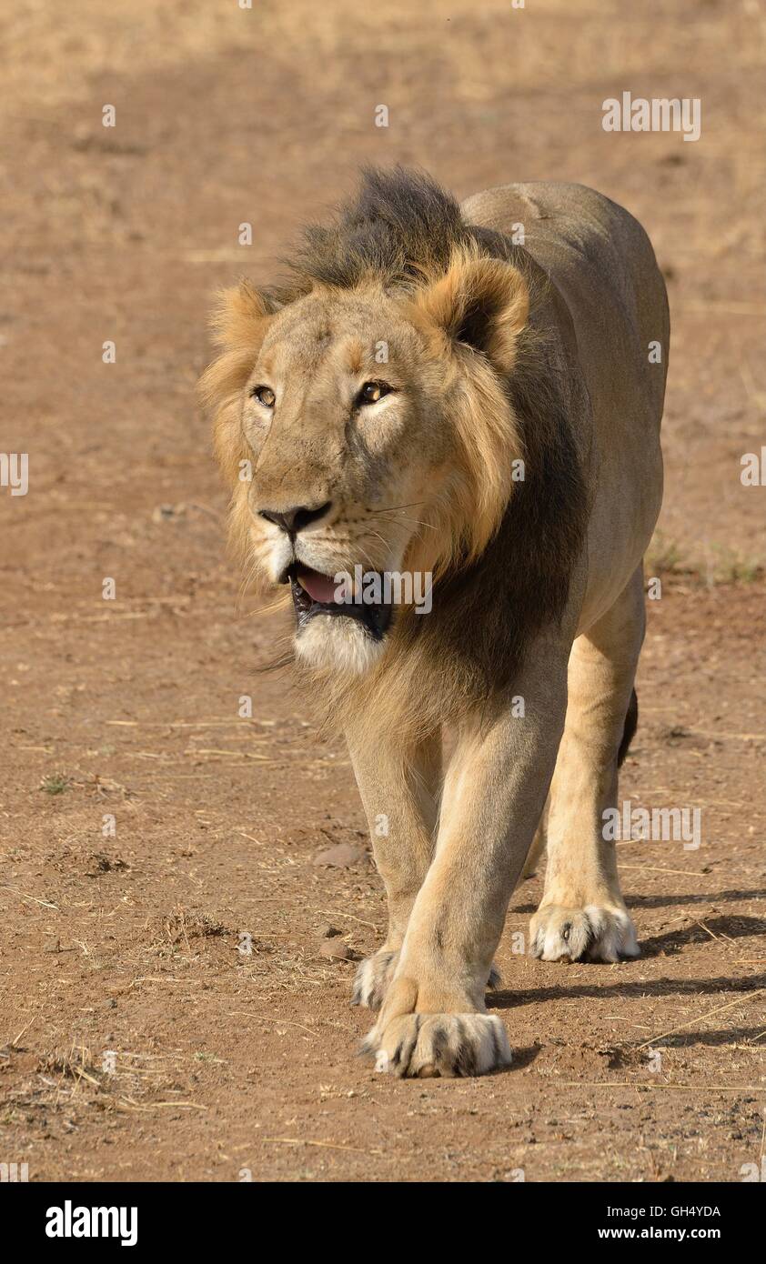 Zoologie / animaux, des Mammifères (Mammalia), lion d'Asie (Panthera leo persica), RIF Sanctuaire, état fédéral, Gujarat, Inde, Asie,-Additional-Rights Clearance-Info-Not-Available Banque D'Images