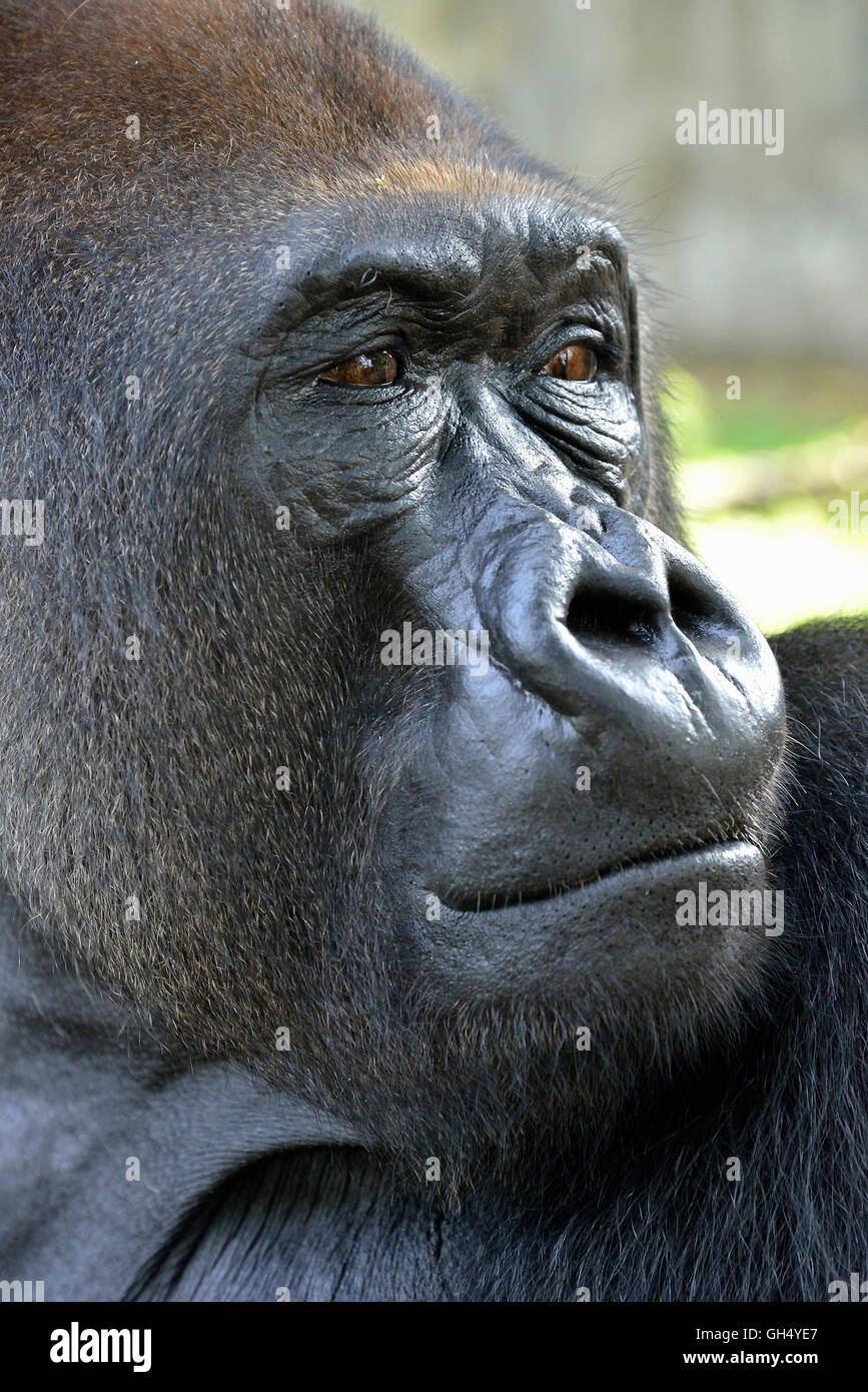 Zoologie / animaux, des Mammifères (Mammalia), Gorille de plaine de l'ouest (Gorilla gorilla gorilla), chef, homme, animal, Silverback, captive, Limbe Wildlife Centre, Limbe, Cameroun, Afrique, Sud-Ouest, Additional-Rights Clearance-Info-Not-Available- Banque D'Images