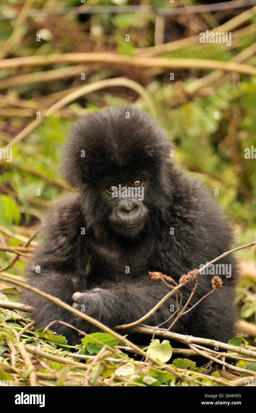 Zoologie / animaux, des Mammifères (Mammalia), d'un bébé gorille de montagne (Gorilla beringei beringei) du groupe Hirwa sur pied du volcan Mont Gahinga, le Parc national des volcans, Rwanda, Afrique, Additional-Rights Clearance-Info-Not-Available- Banque D'Images