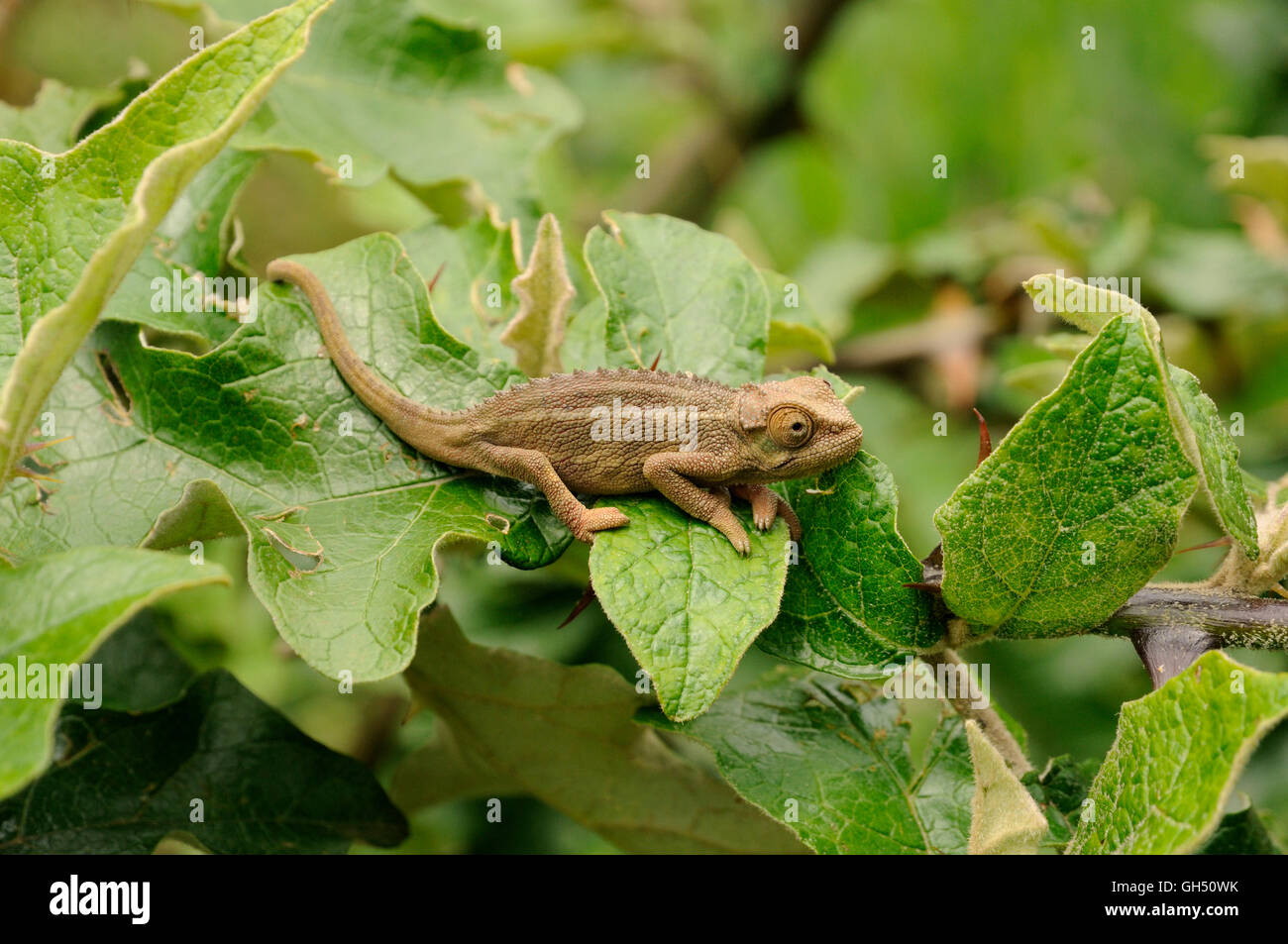 Zoologie / animaux, Reptiles (Reptilia), rugueux Cameroun sailfin chameleon Chamaeleo (Rudy) à pied du volcan Mont Gahinga dans le parc national des volcans, Rwanda, Afrique, Additional-Rights Clearance-Info-Not-Available- Banque D'Images