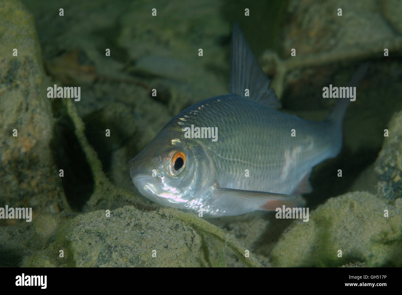 European Rudd Invasive Rudd commun Banque de photographies et d’images à haute résolution - Alamy