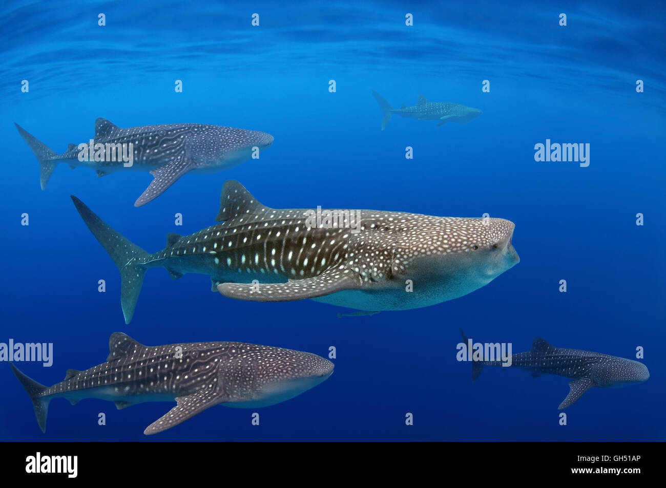 Groyp de requin-baleine ou le requin pèlerin (Rhincodon typus) Red Sea, Egypt, Africa Banque D'Images