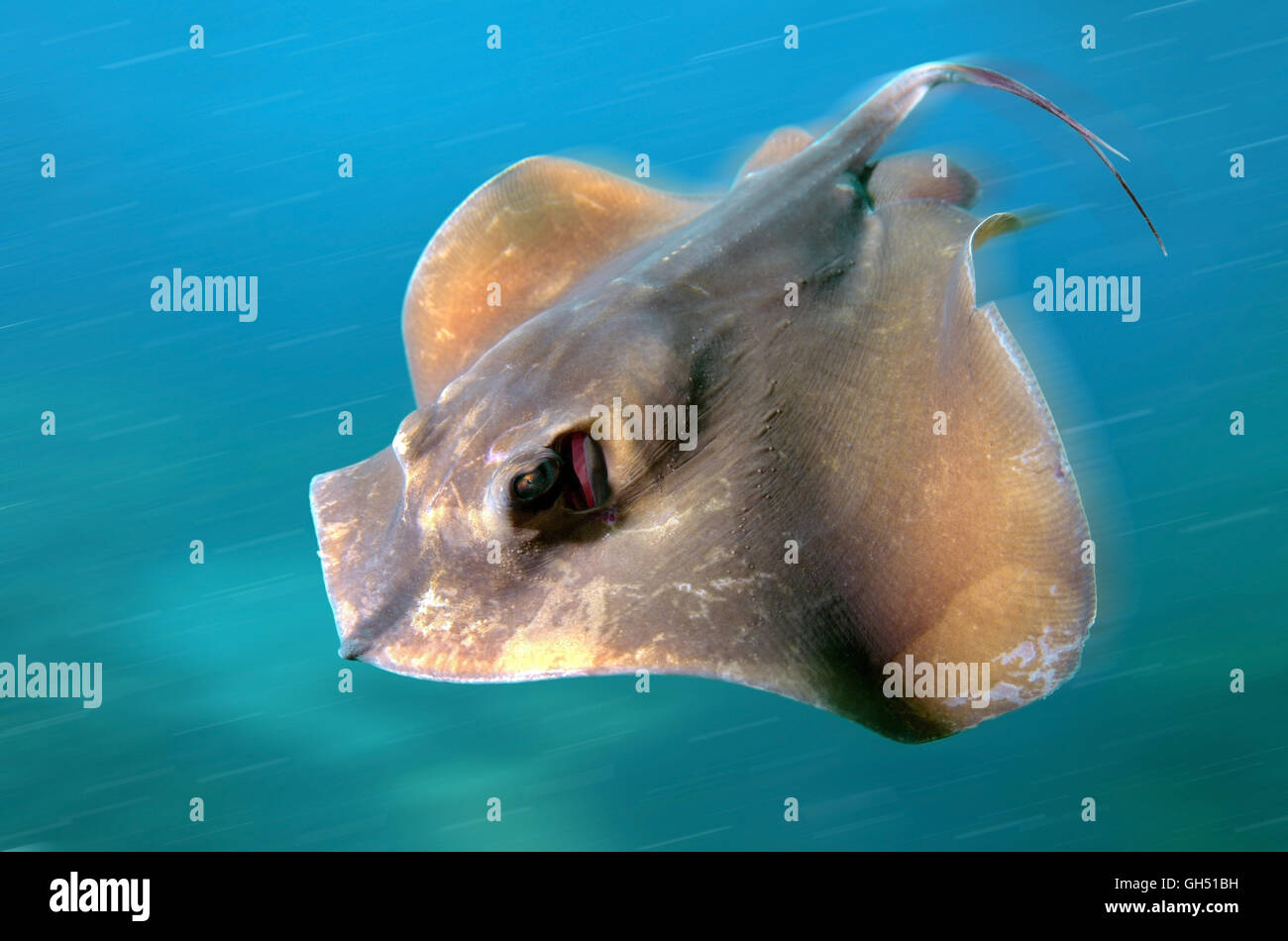 Stingray commun, Bleu marbré ou stingray stingray (Dasyatis pastinaca) Mer Noire, la Crimée Banque D'Images