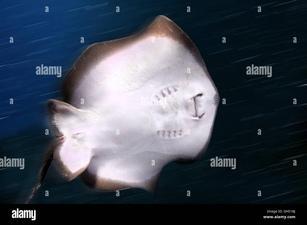 Stingray commun, Bleu marbré ou stingray stingray (Dasyatis pastinaca) Mer Noire, la Crimée Banque D'Images