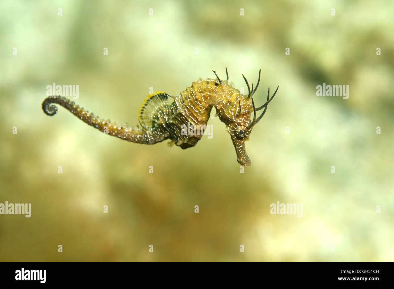 Hippocampe à crinière ou Long-snouted" (Hippocampus guttulatus) Mer Noire Banque D'Images