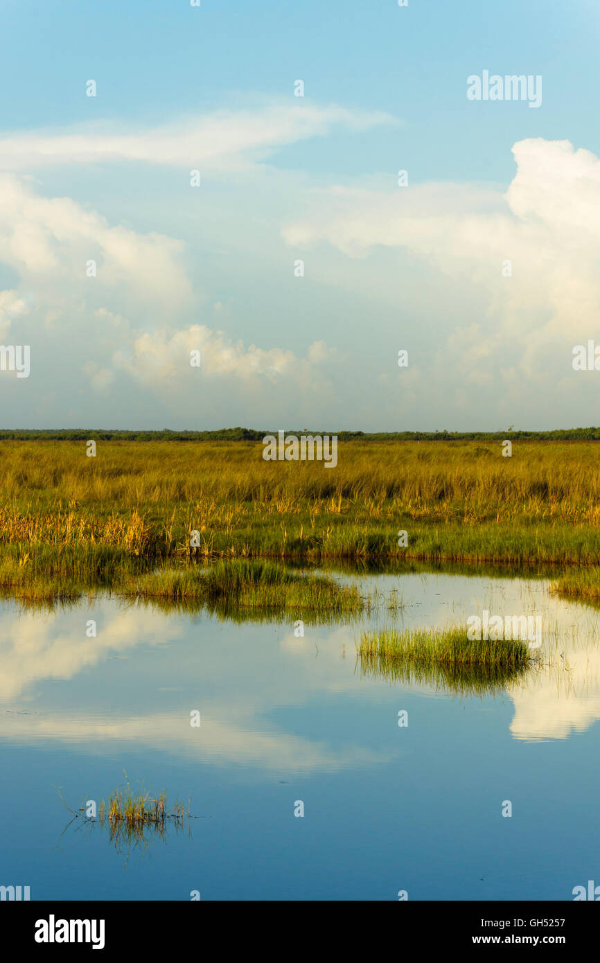Prairie Sawgrass en Floride du sud Banque D'Images Prairie Sawgrass en Floride du sud Banque D'Images