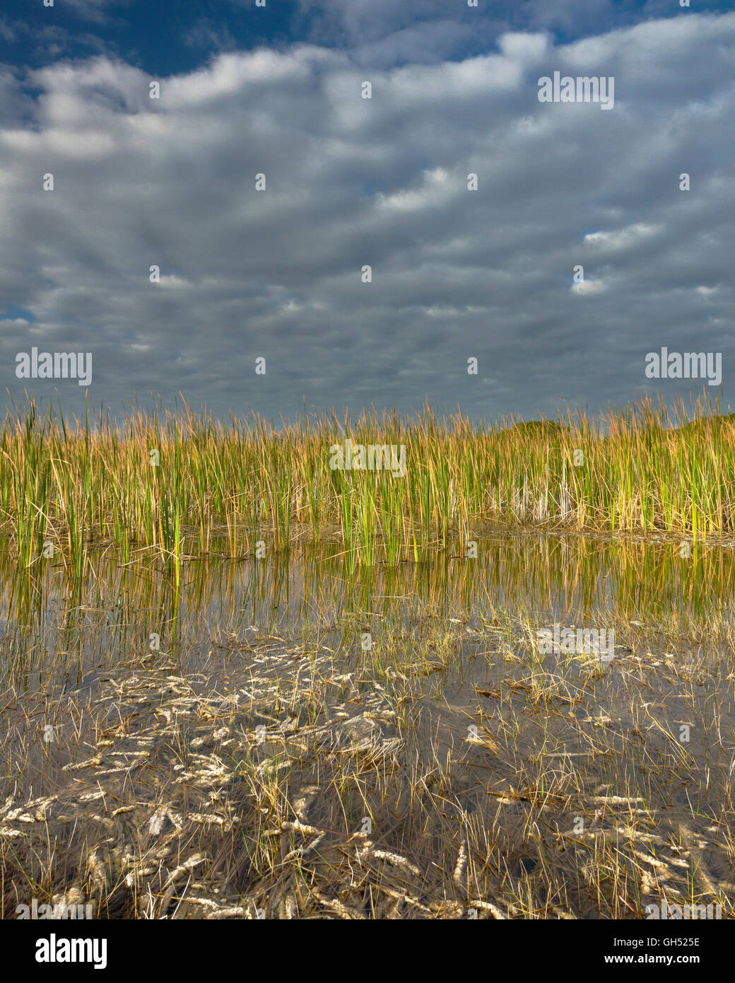 Le Sawgrass et le périphyton dans le Big Cypress Banque D'Images Le Sawgrass et le périphyton dans le Big Cypress Banque D'Images