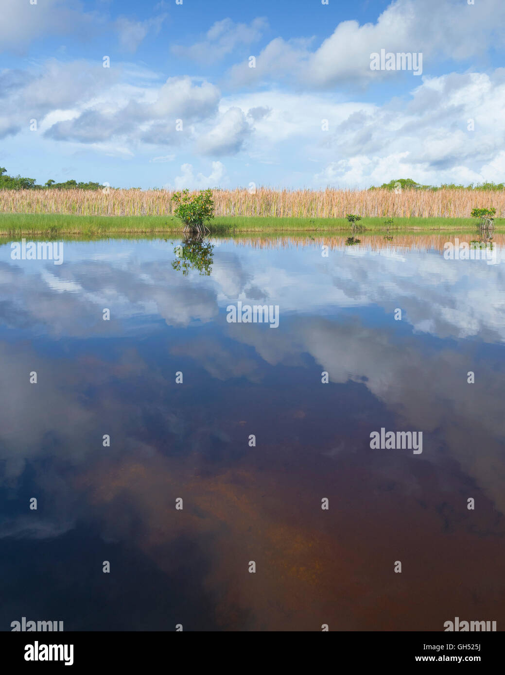 Scène de marais dans la réserve nationale de Big Cypress, en Floride Banque D'Images Scène de marais dans la réserve nationale de Big Cypress, en Floride Banque D'Images