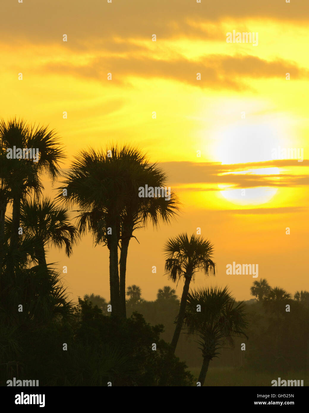 Une scène tropicale le long de la Tamiami Trail, en Floride Banque D'Images Une scène tropicale le long de la Tamiami Trail, en Floride Banque D'Images