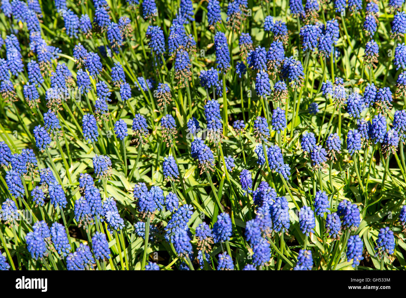 Beaucoup de muscaris, sur un champ dans les Pays-Bas, à proximité de zones de plus en plus lisse, fleurs, Banque D'Images