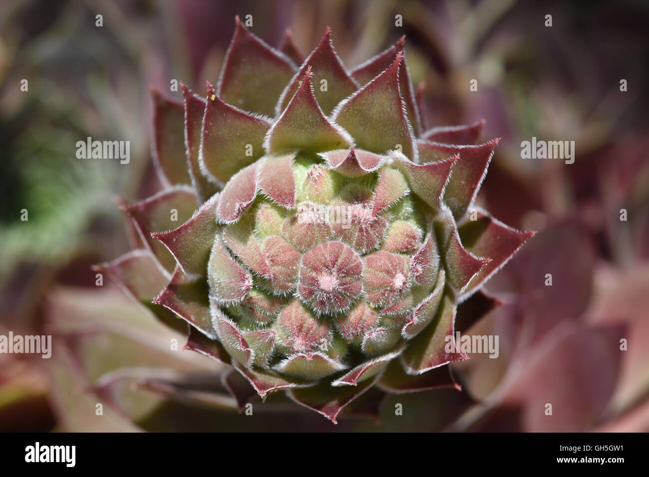 Plante succulente libre dans le jardin Banque D'Images Plante succulente libre dans le jardin Banque D'Images