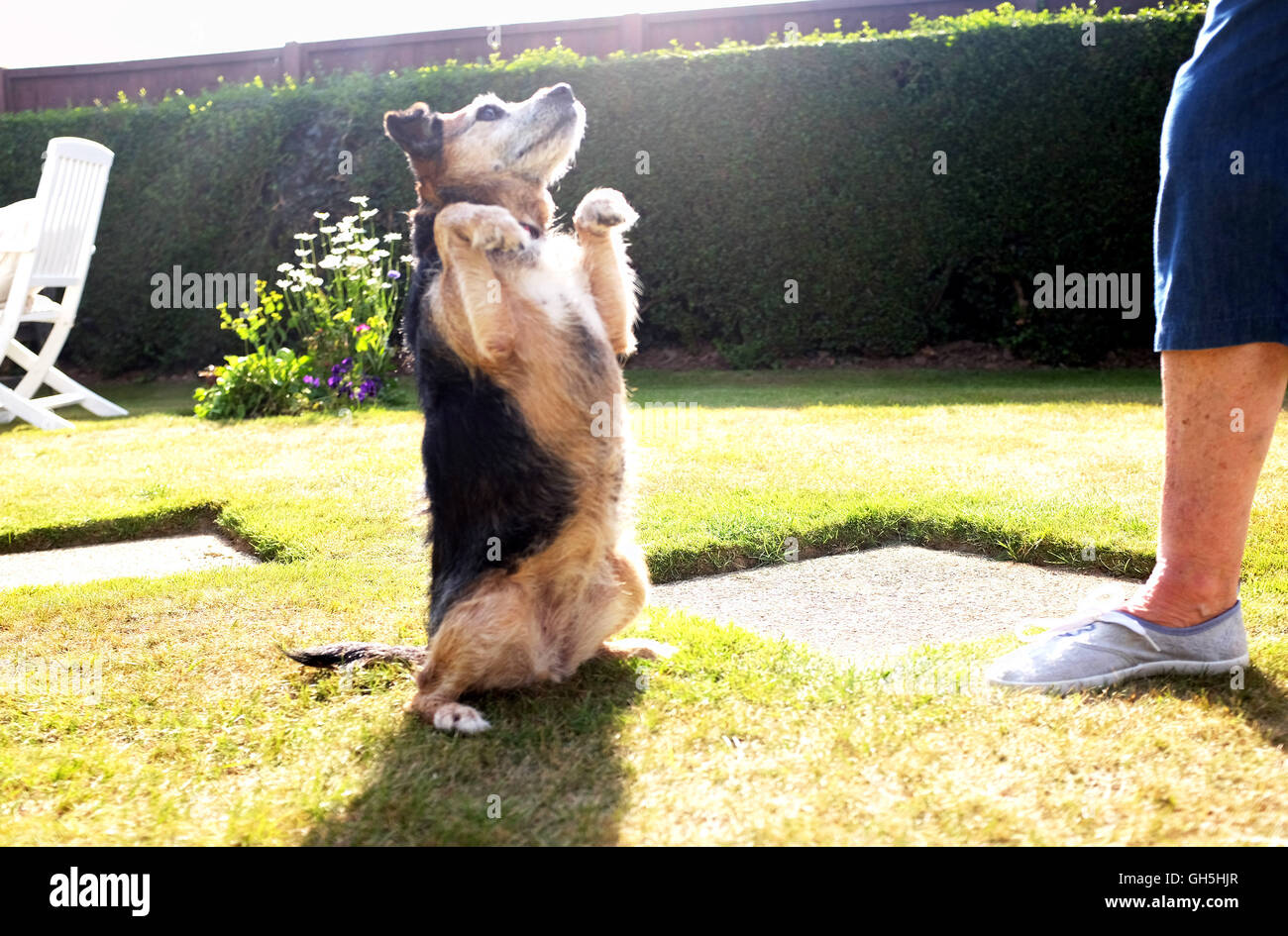 Un Border terrier Jack Russell chien de race croisée joue dans le jardin et apprend à poser pour l'alimentation en test d'Obéissance Banque D'Images