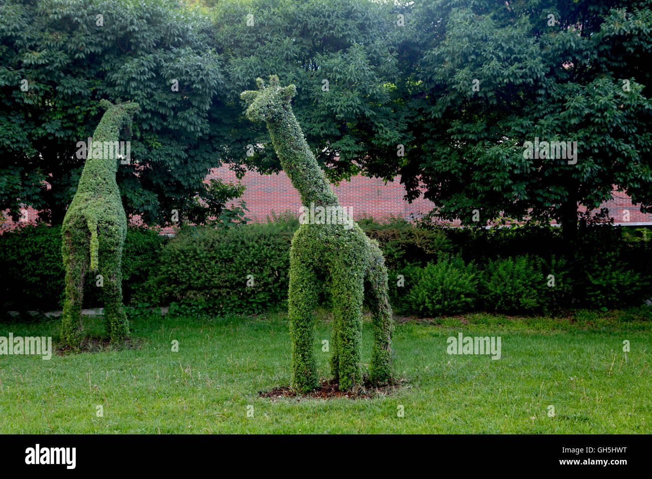 Girafe niché dans l'herbe Banque D'Images