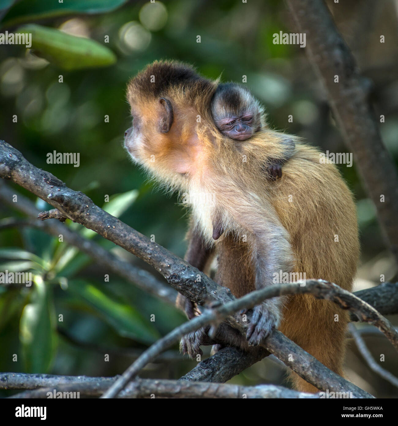 Singe Capucin Femelle Avec Un Bebe Sur Son Dos L Atine Etat Du Maranhao Bresil Photo Stock Alamy