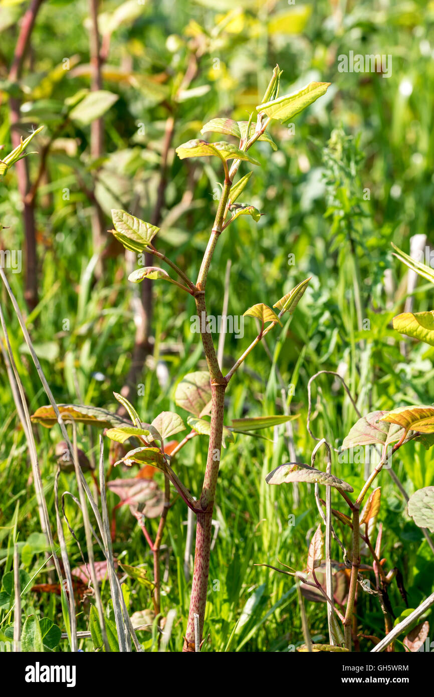 La renouée du Japon Reynoutria japonica de plus en plus à côté de la piste cyclable de la Galles du Nord à Llanddulas. Banque D'Images