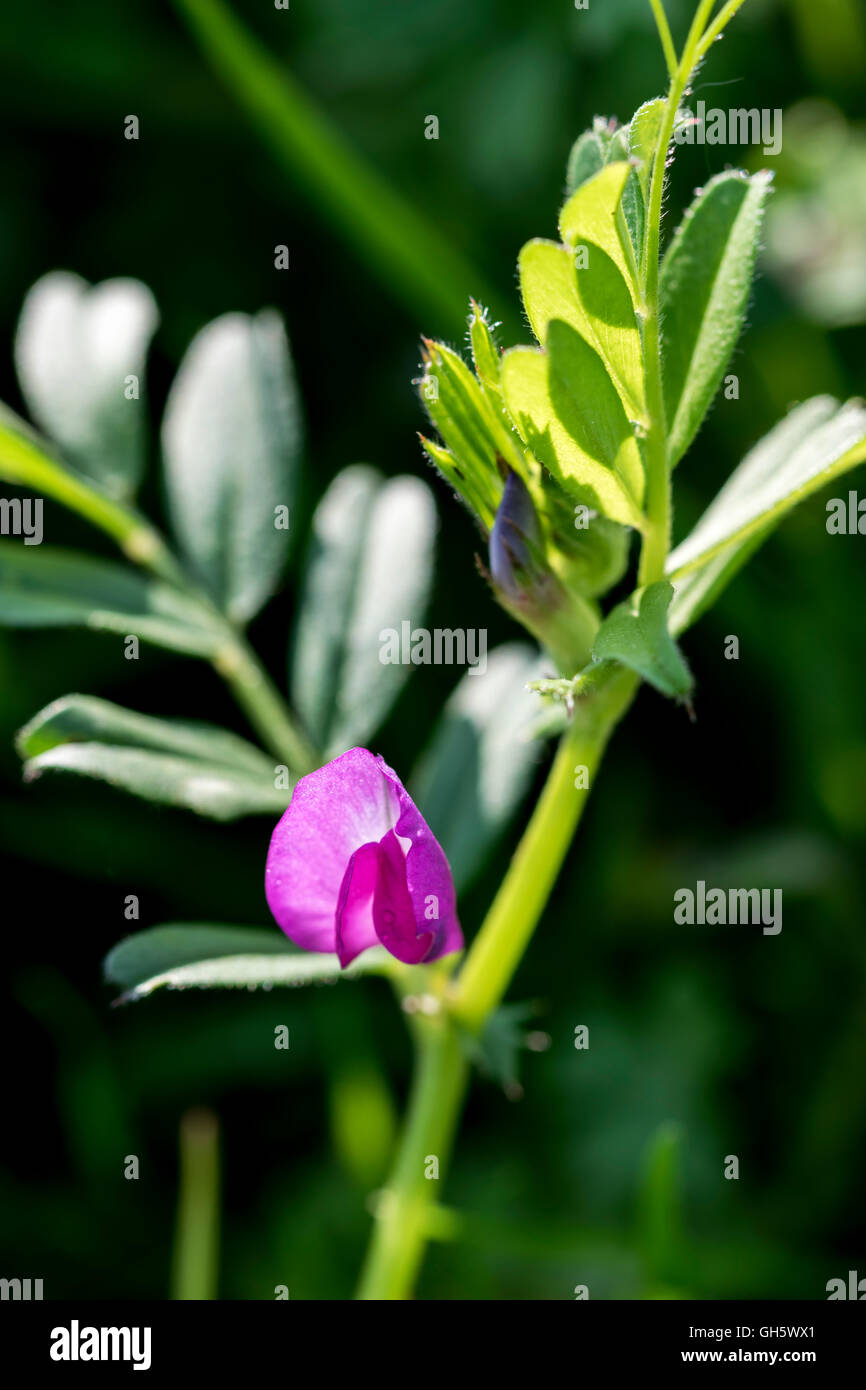 Vesce commune Vicia sativa Banque D'Images