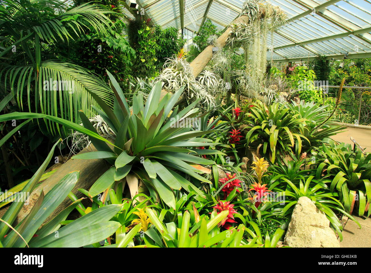 Environnement de forêt tropicale à l'intérieur de l'hôtel Princess of Wales conservatory, Royal Botanic Gardens, Kew, Londres, Angleterre, Royaume-Uni Banque D'Images