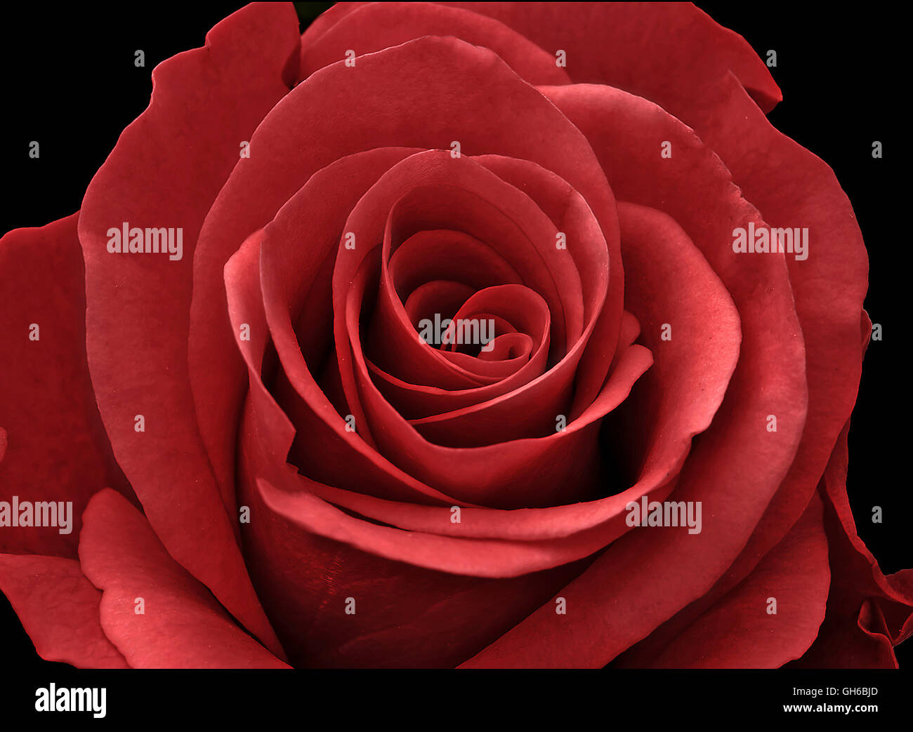 Gros plan d'une rose rouge sur un fond noir Banque D'Images