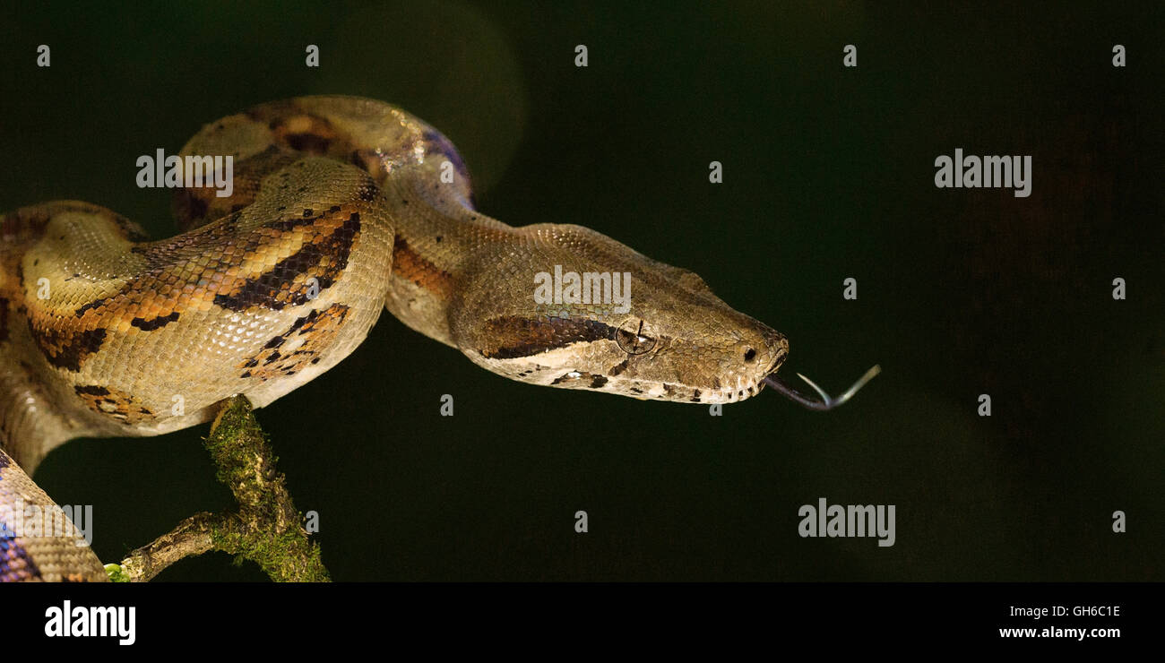 Boa constrictor jusqu'fermer Banque D'Images