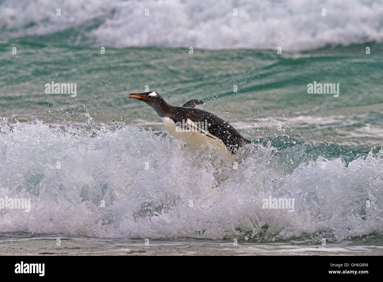 Le dirigeant d'une Gentoo pingouin venant du surf sur la plage de la baie de tombes dans les Malouines Banque D'Images