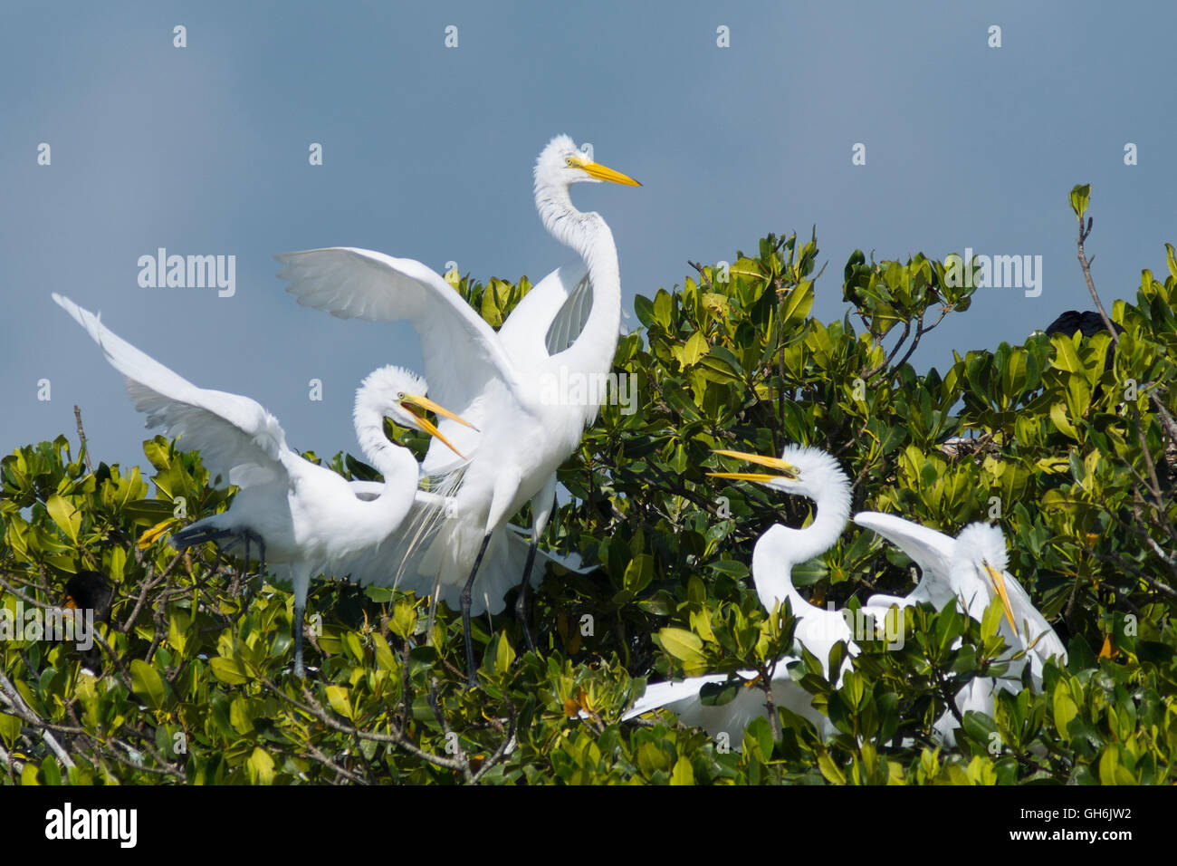 Grande aigrette famille Banque D'Images Grande aigrette famille Banque D'Images