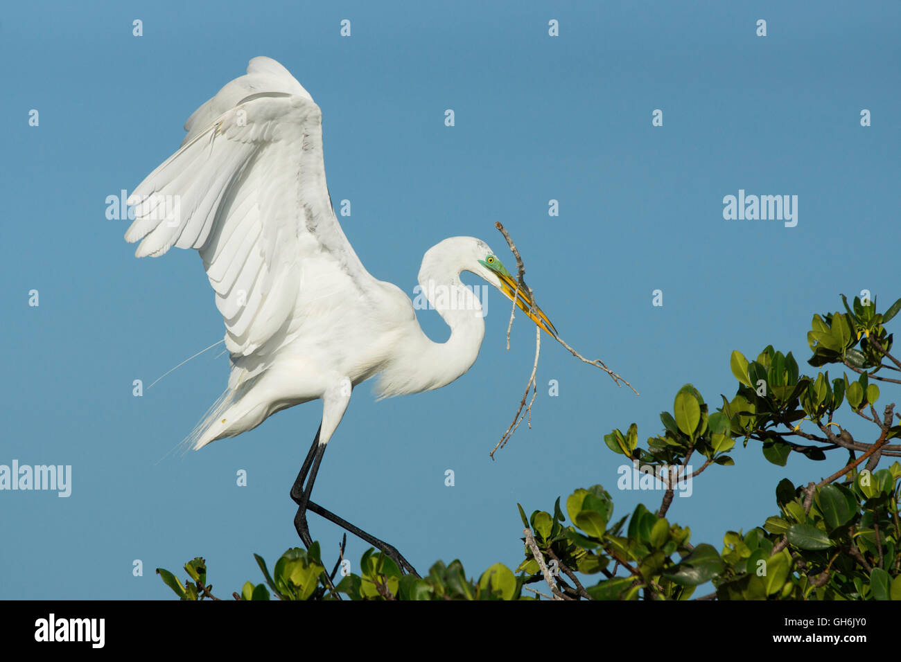 Grande aigrette avec la direction générale de nidification Banque D'Images Grande aigrette avec la direction générale de nidification Banque D'Images