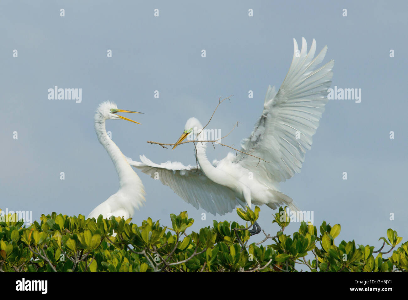 Une paire de grande aigrette blanche Banque D'Images Une paire de grande aigrette blanche Banque D'Images