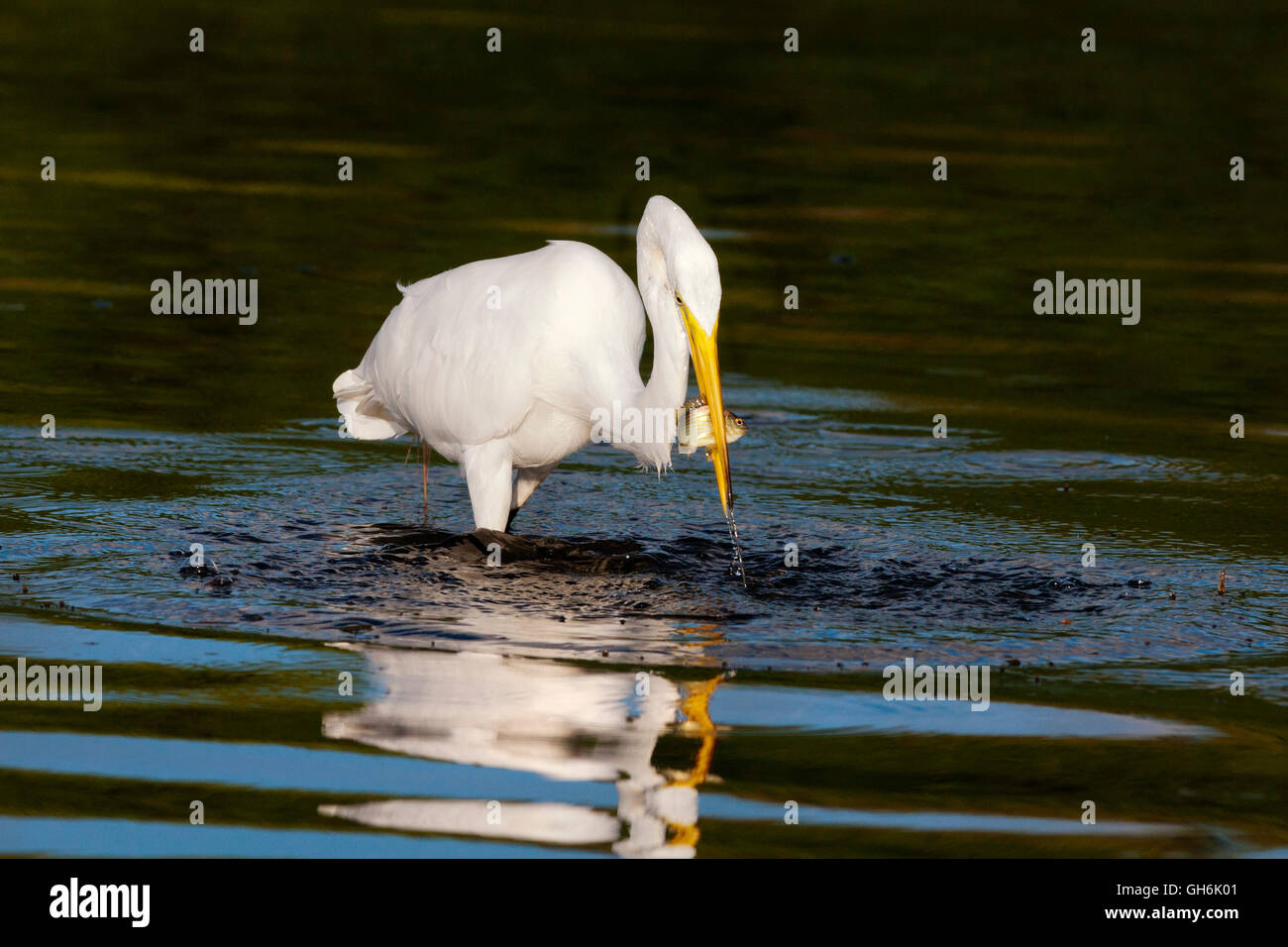 Grande aigrette avec une prise Banque D'Images Grande aigrette avec une prise Banque D'Images