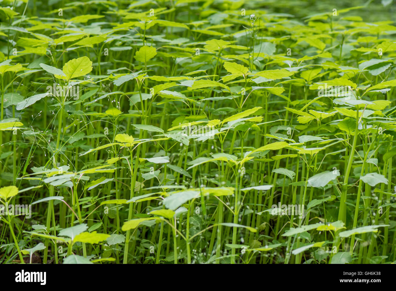 Les mauvaises herbes sur une épaisseur de sol au début de l'été Banque D'Images