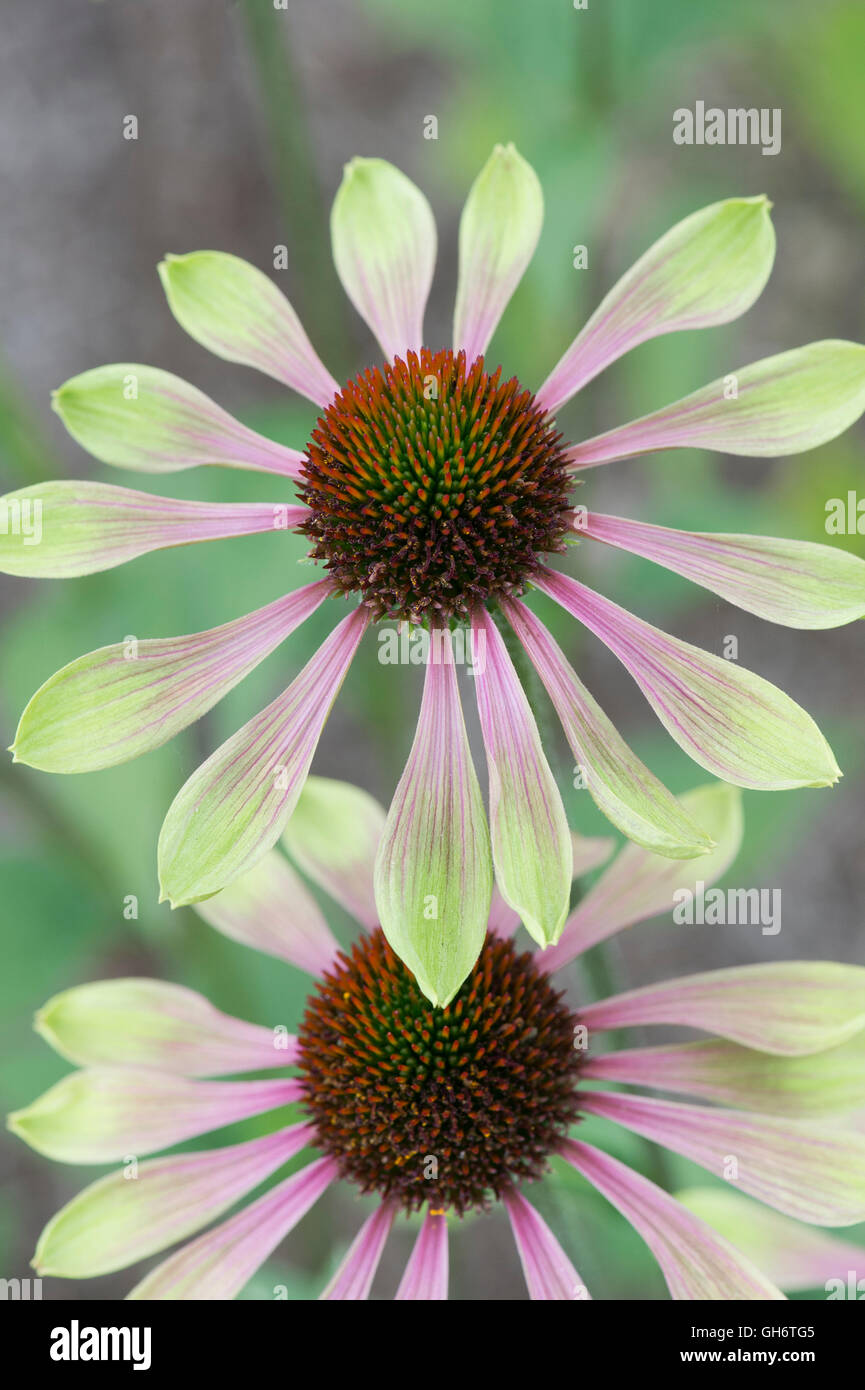 Echinacea purpurea 'Green Envy'. Coneflower Banque D'Images