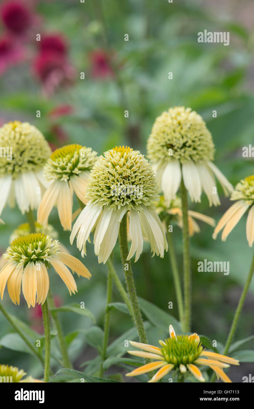 L'échinacée écope Double crème de citron. Coneflowers Banque D'Images