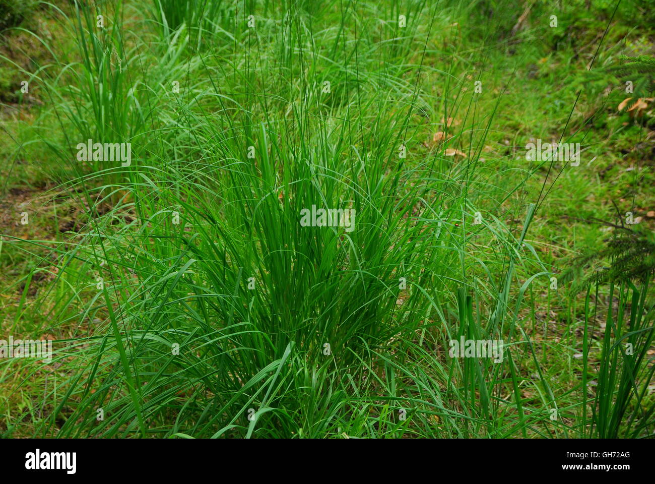 Herbe de forêt, herbe, herbe verte Banque D'Images