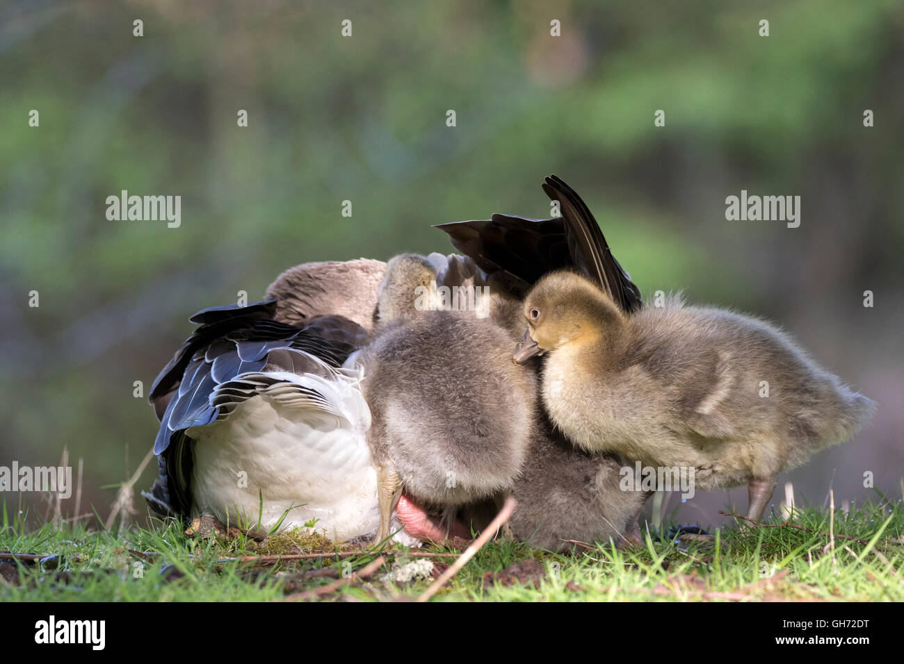 , Grey goose (Anser anser), avec les poussins dans la mise en drapeau, Hambourg, Allemagne, Europe Banque D'Images