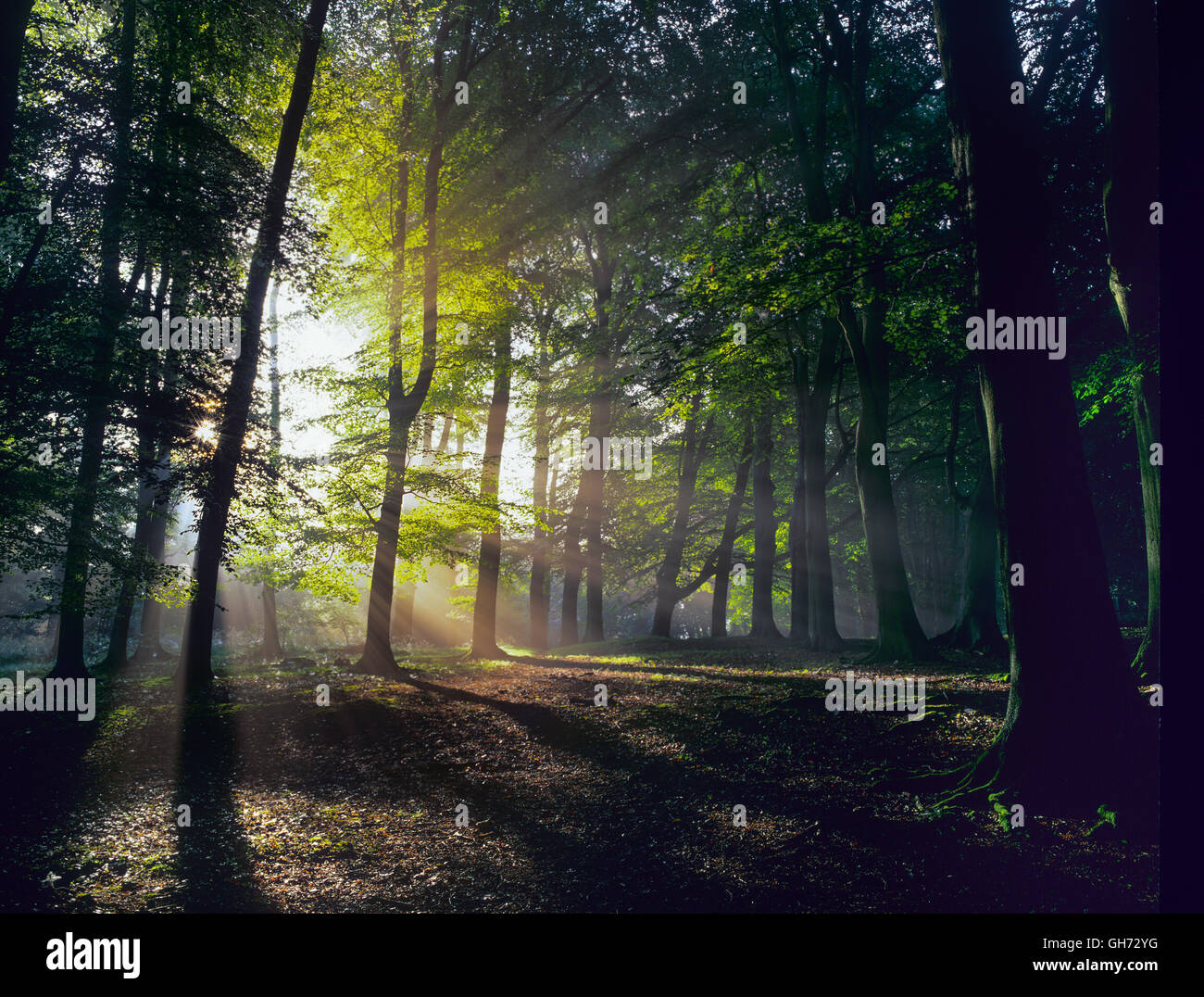 Bois de hêtre dans les collines de Chiltern à l'aube avec la brume et les rayons de l'automne Banque D'Images