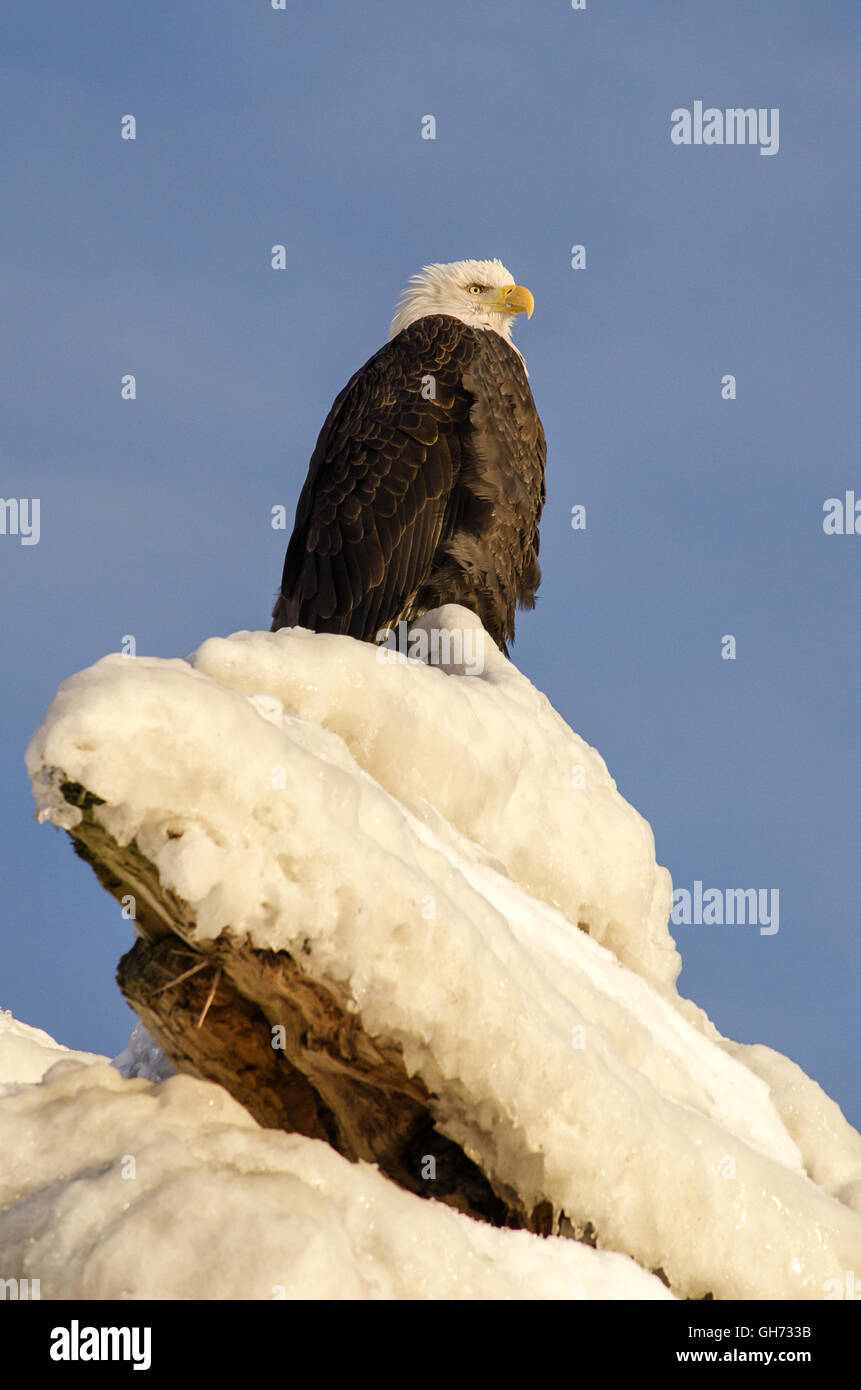 Perché sur un rocher recouvert de glace un pygargue à tête blanche se tourne vers la droite. Banque D'Images