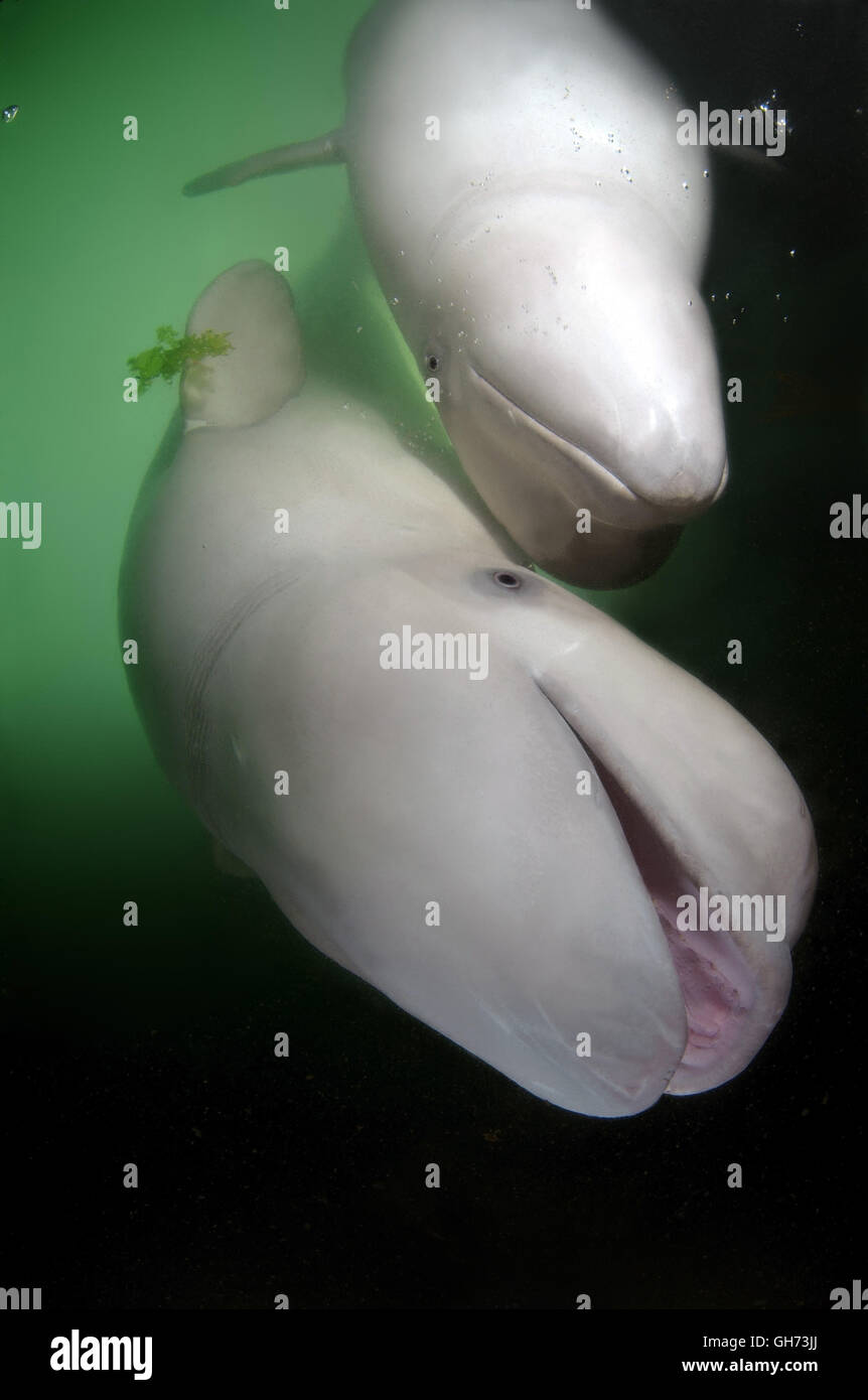 Deux bélugas ou Béluga (Delphinapterus leucas) dans l'océan Pacifique, l'Extrême-Orient Banque D'Images