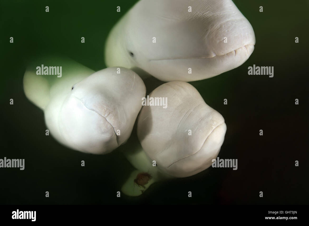 Portrait trois bélugas curieux ou Béluga (Delphinapterus leucas) dans l'océan Pacifique, l'Extrême-Orient Banque D'Images