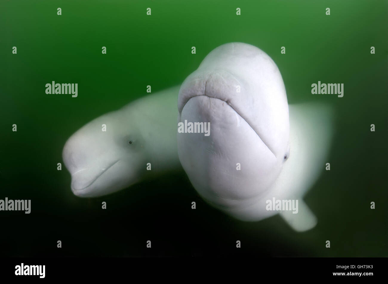 Deux bélugas ou Béluga (Delphinapterus leucas) dans l'océan Pacifique, l'Extrême-Orient Banque D'Images