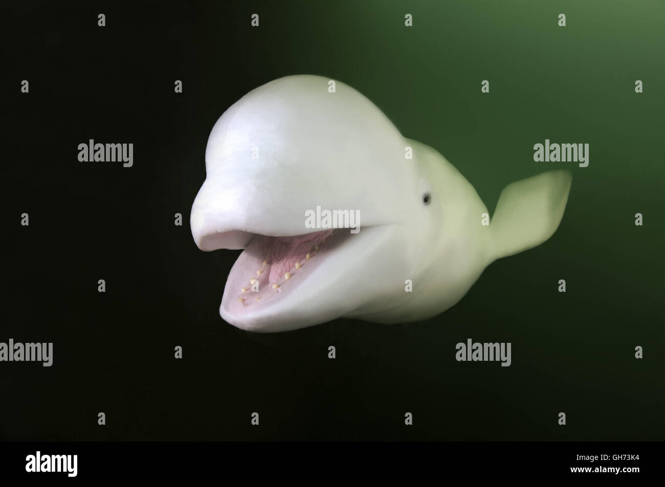 Béluga ou Béluga (Delphinapterus leucas) dans l'océan Pacifique, l'Extrême-Orient Banque D'Images