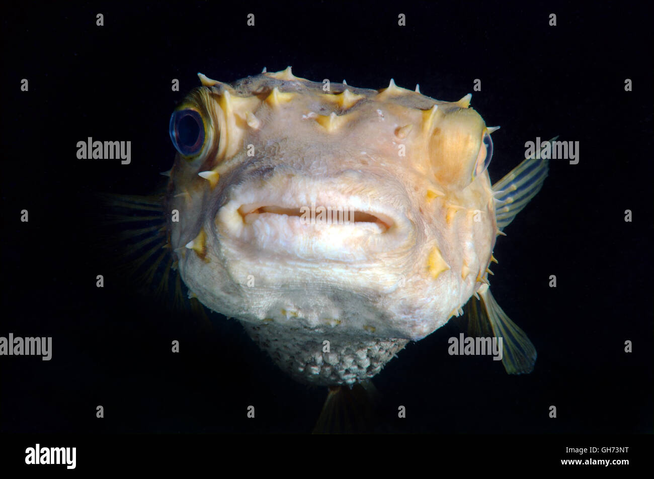 Burrfish ou Yellowspotted Spotbase (Cyclichthys spilostylus burrfish) en plongée de nuit. Red Sea, Egypt, Africa Banque D'Images