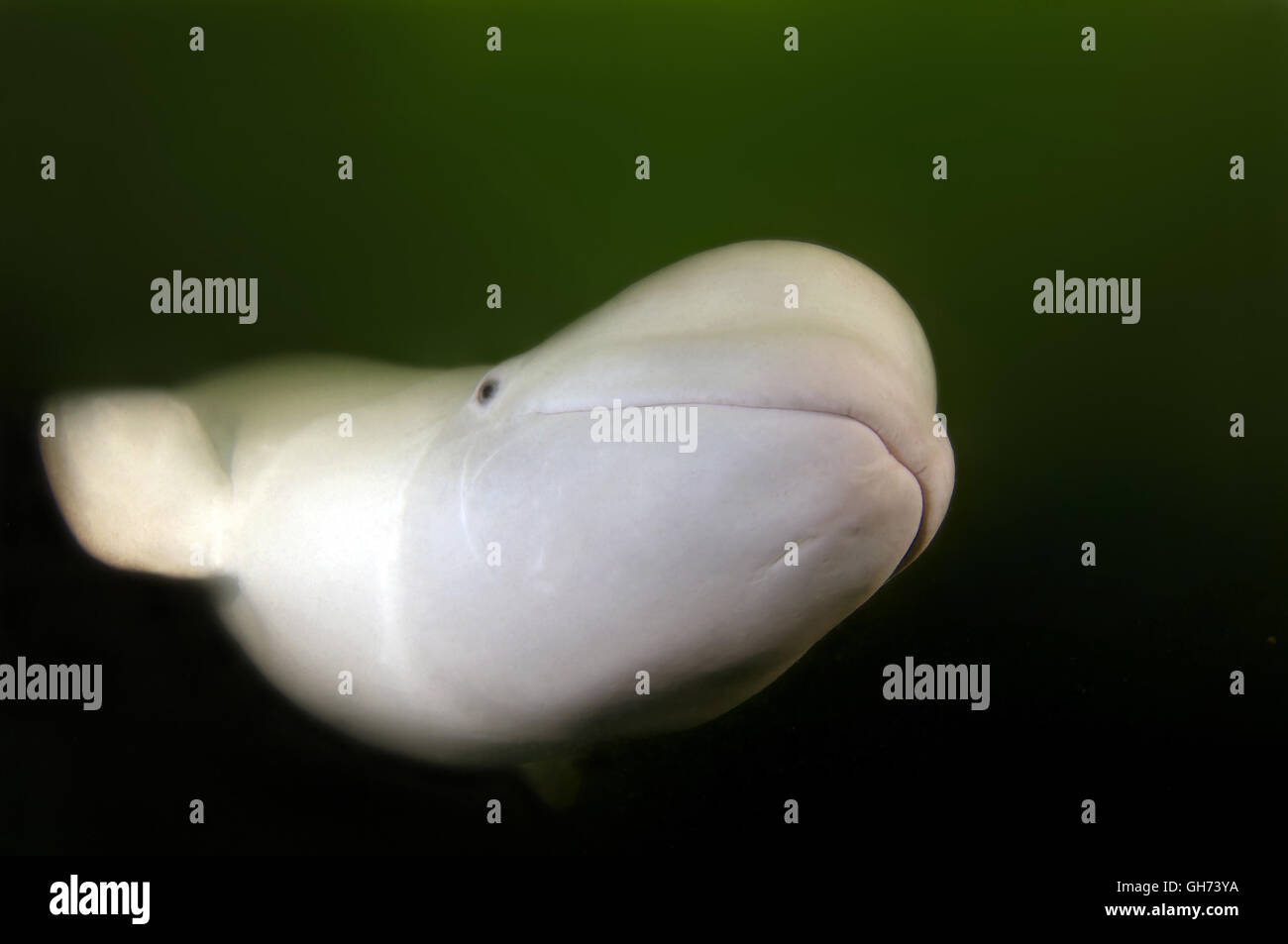 Béluga ou Béluga (Delphinapterus leucas) dans l'océan Pacifique, l'Extrême-Orient Banque D'Images