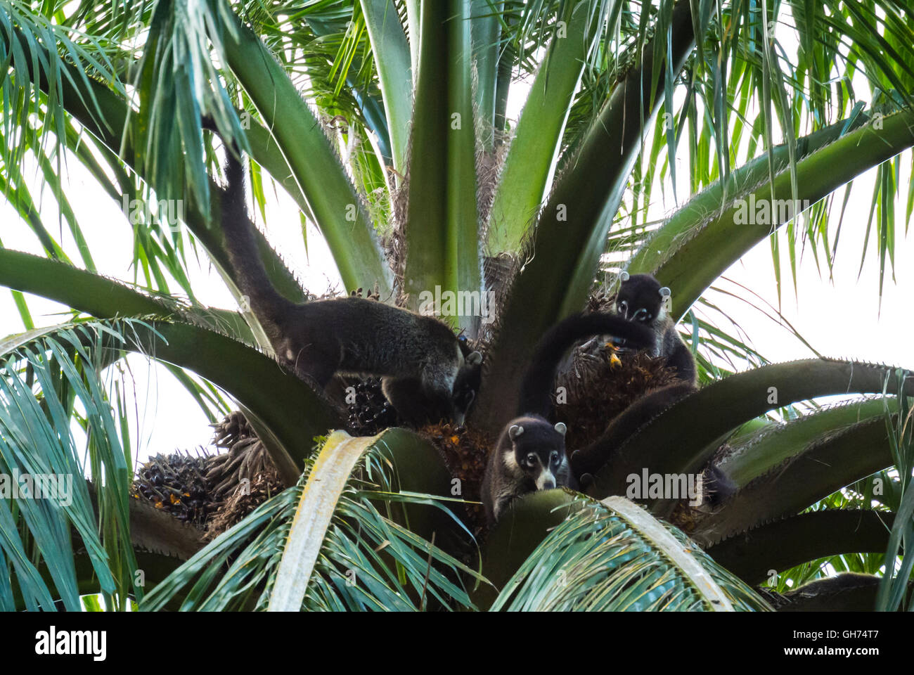 White nosed Coati Nasua narica hot Costa Rica Amérique Centrale Banque D'Images