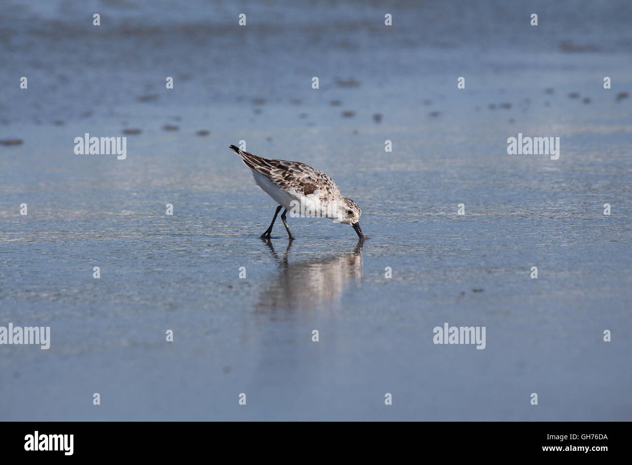 Bécasseau sanderling Banque D'Images