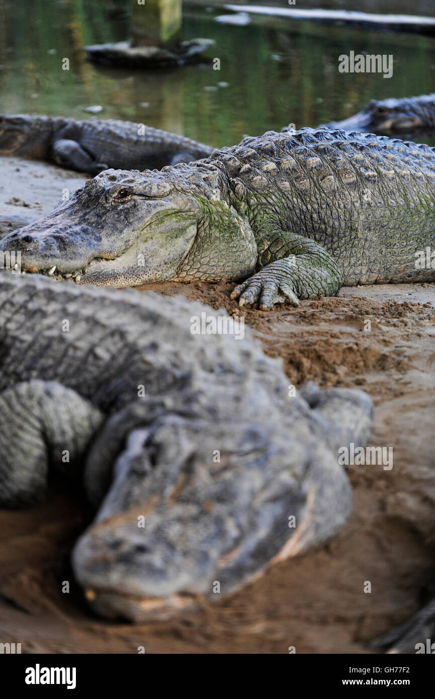 Alligators sur le rivage boueux Banque D'Images