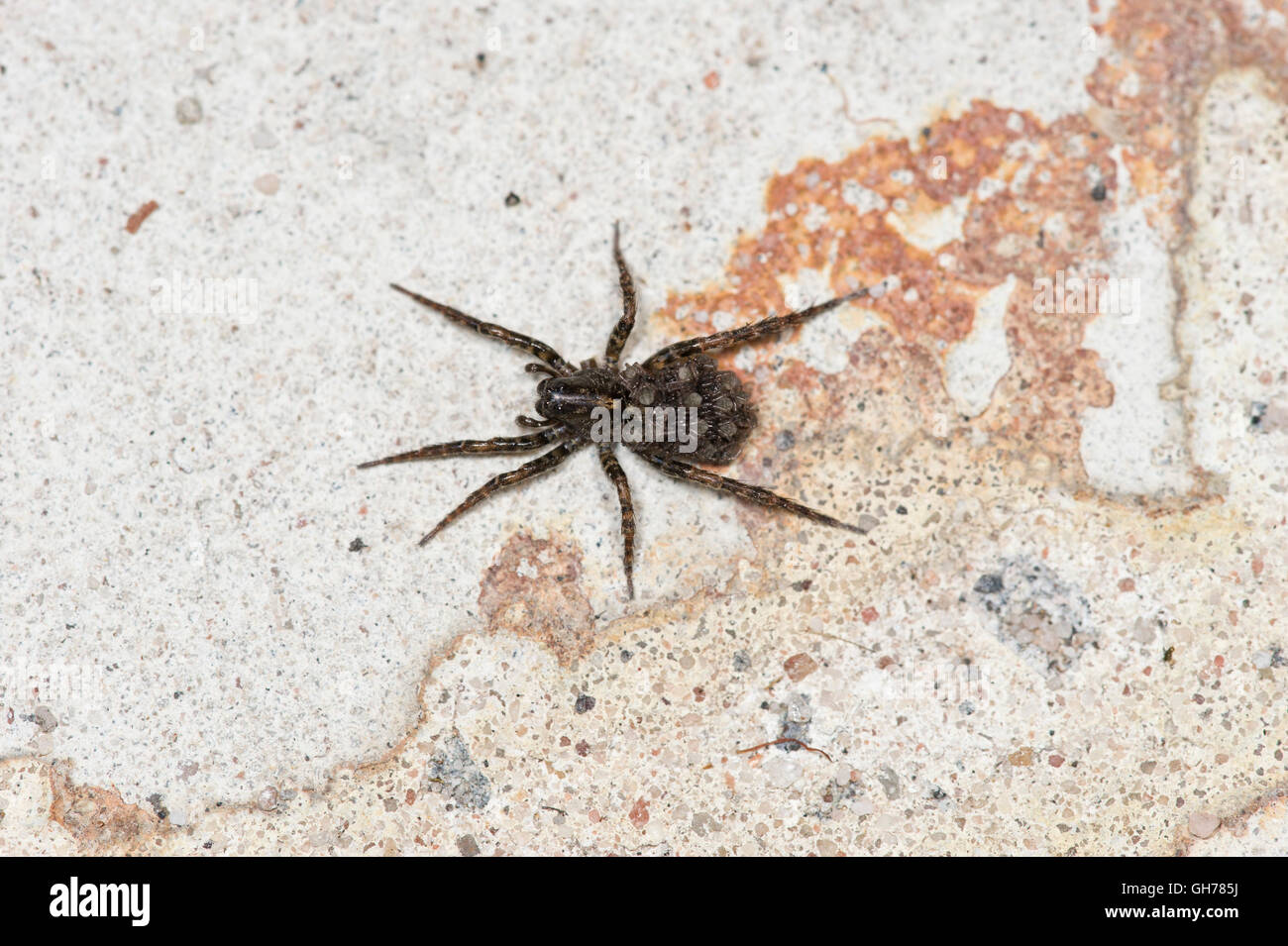 Wolf spider avec petits sur son dos Banque D'Images