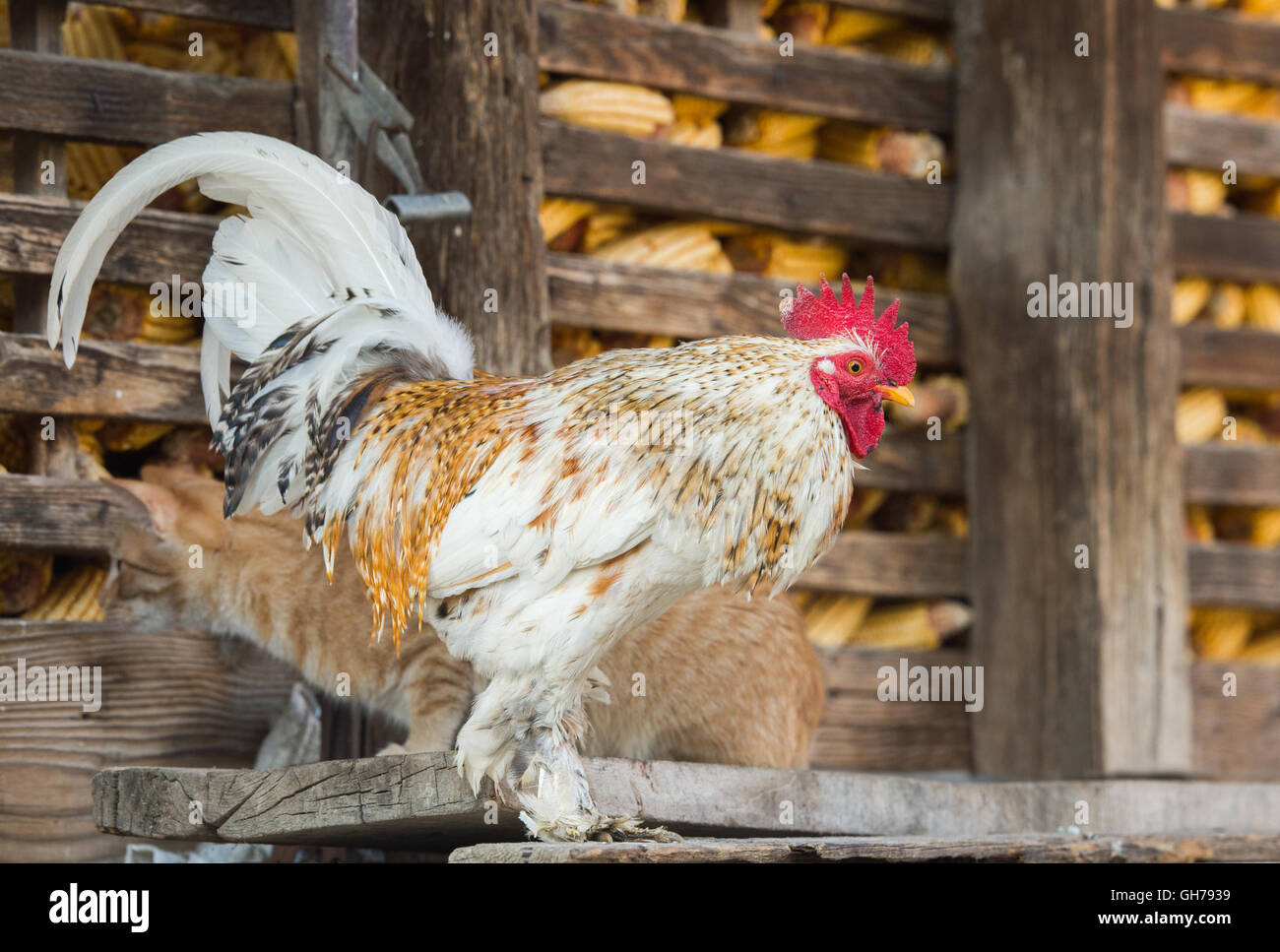 Chat et coq sur la ferme Banque D'Images